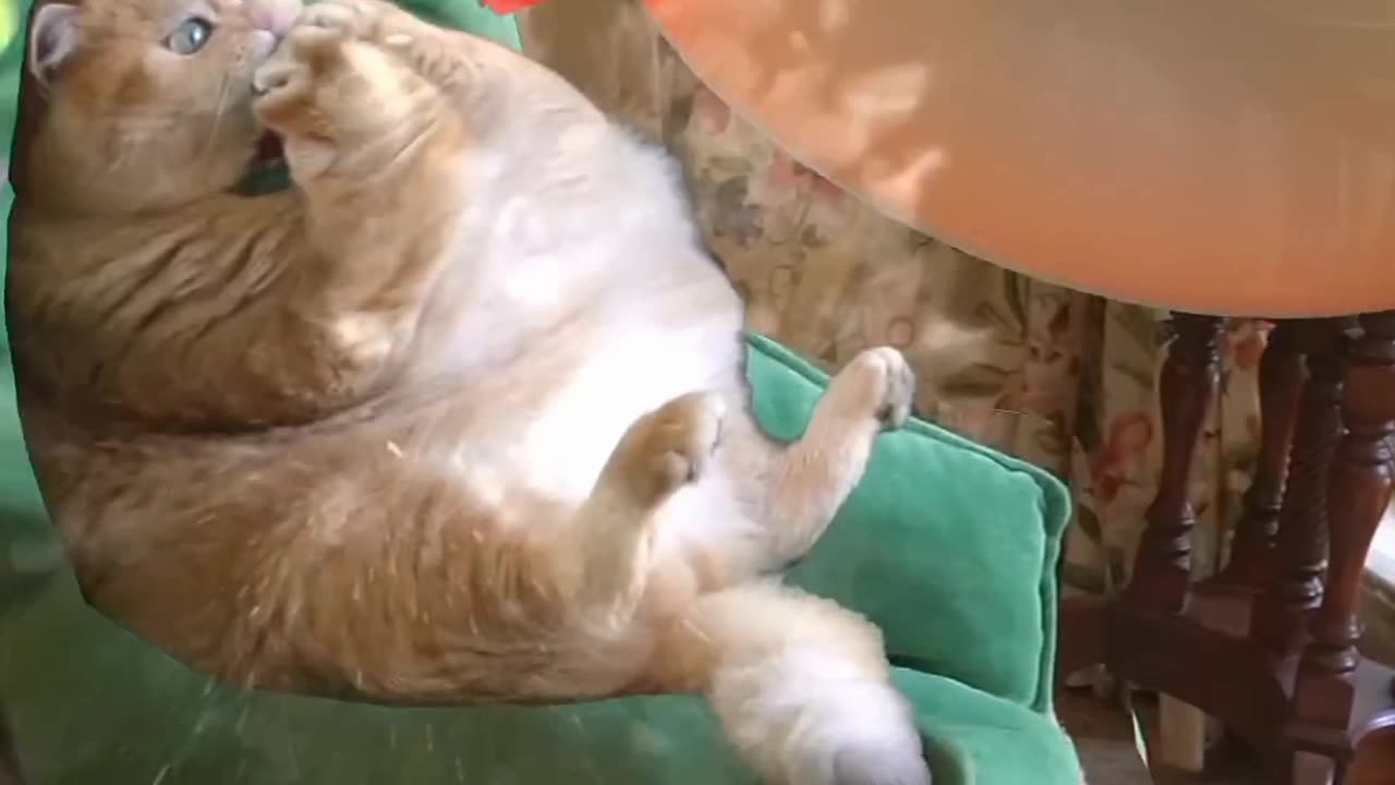 Cat 🐈 fanny