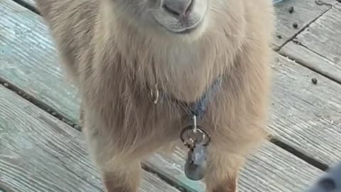 Notes on the Little Lamb