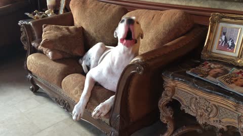 Owner uses sign language to get deaf Great Dane off furniture