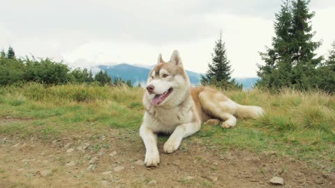 Funny & Cute Animals