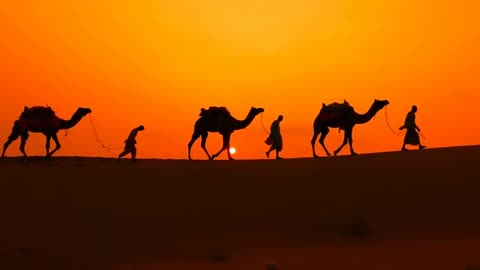 Sahara camel sunset beautiful place