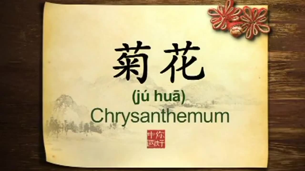 043 Chrysanthemums in Chinese culture-你好中国-Hello China