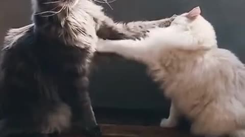 Funny cats