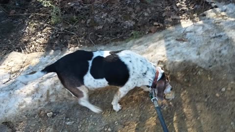 Clarabelle and Bandit