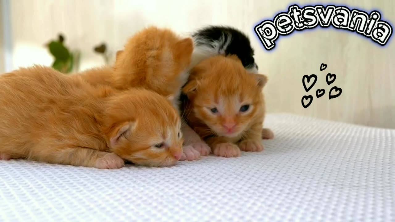 Petsvania 💙 Watch my little babies 💙😊💕🐱🐱🐈🌹 cute kittens