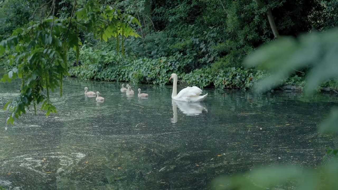 #swan #beauty #nature #tree #floating #garden #view 🙏😎