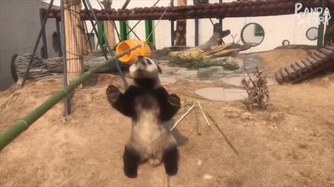 The Real Panda amazing video