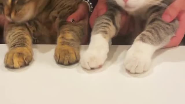 Two Cute Cat Dance 🐈🐈