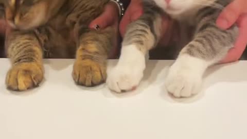 Two Cute Cat Dance 🐈🐈