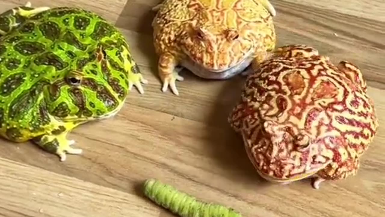 Funny frog
