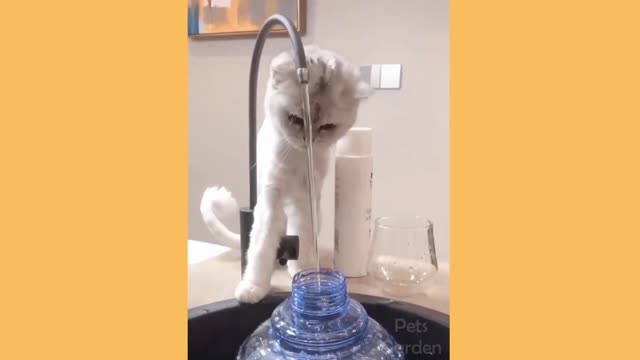 Cat drinking water