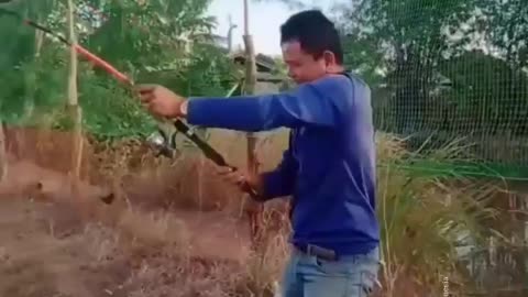 This is a beautiful and charming water-dwelling species