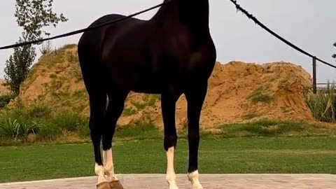 Horse Lover 🐎
