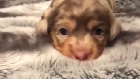 Funny animal videos|Cute animal videos |Funny dog&cat videos|Hilarious pet videos|Funny video