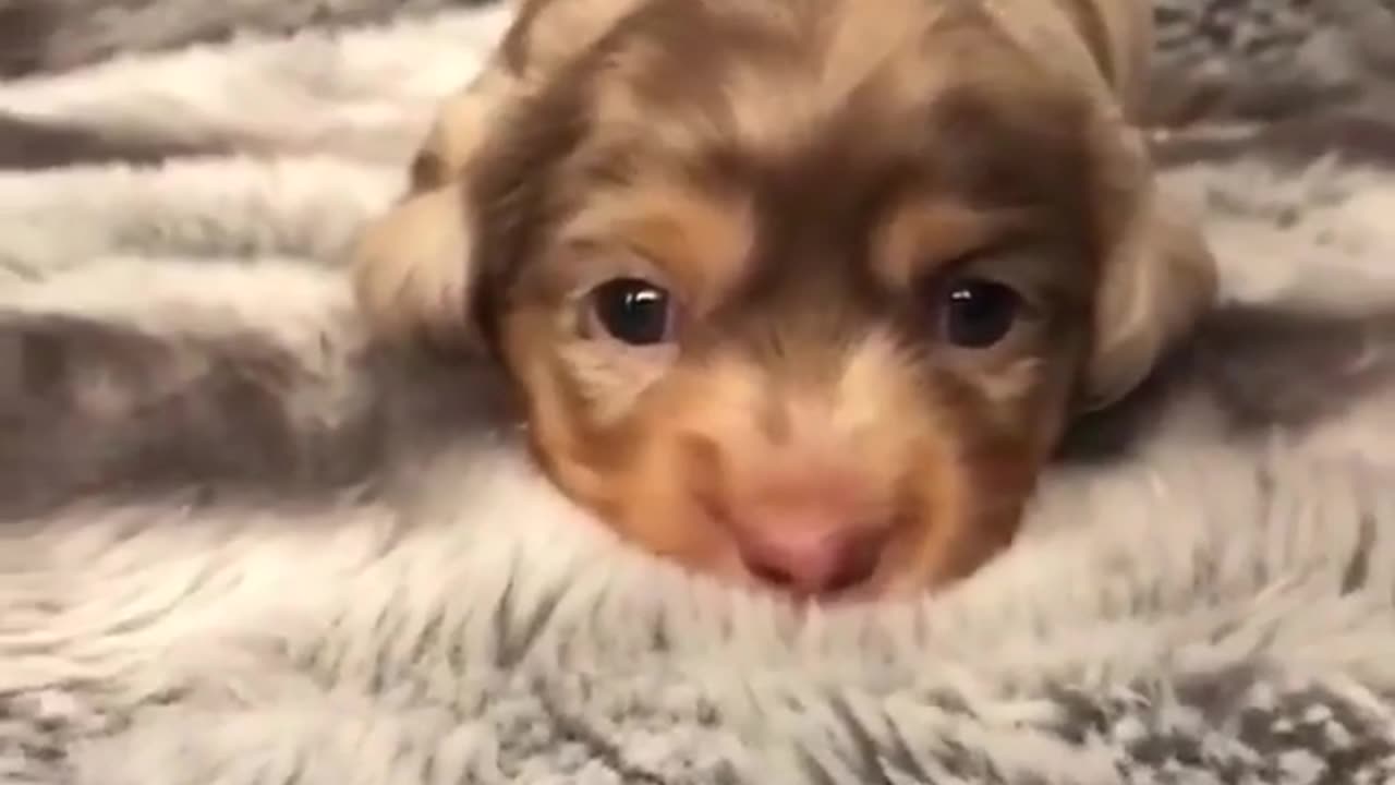 Funny animal videos|Cute animal videos |Funny dog&cat videos|Hilarious pet videos|Funny video