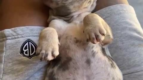 Its just too adorable.