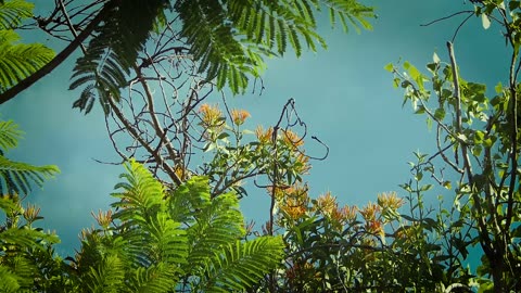 Nature love