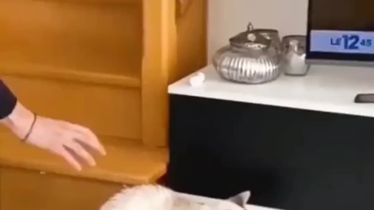 Funny animals compilation