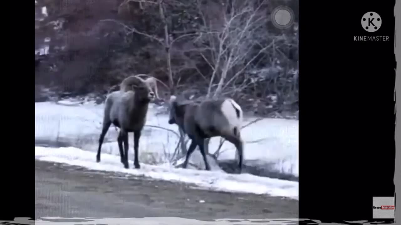 RAINDEERS ARE THE FUNNIEST(after som animals)