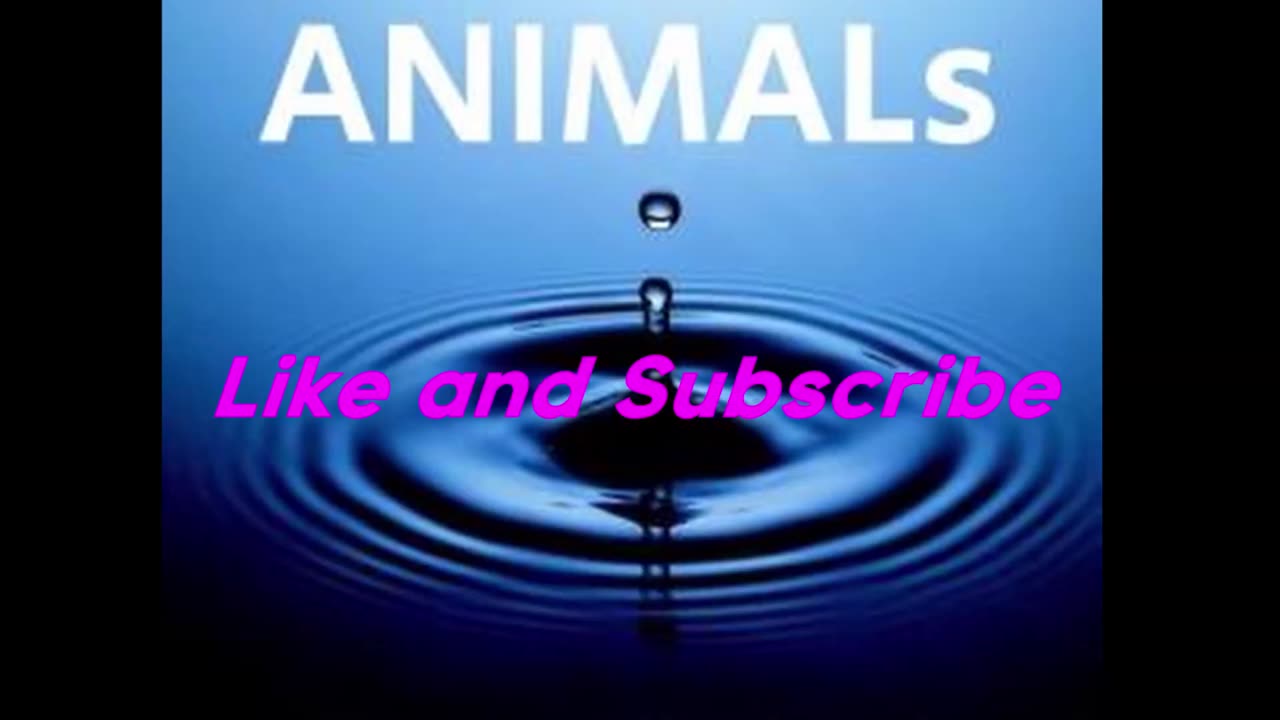 ANIMAL VIDEO - beautiful Animals in nature short video