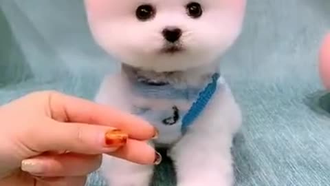 Baby Dogs 🐶 Cute and Funny Dog Videos