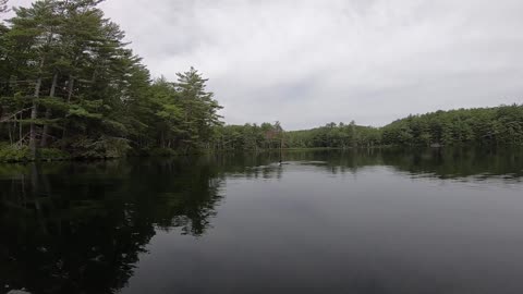 Loon