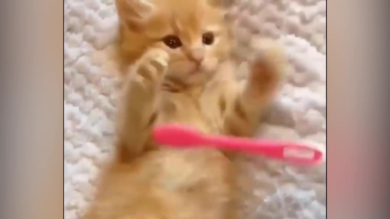 Cute kitties cat playing so cutely