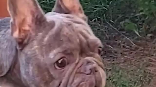 Funny animals sounds videos dogs