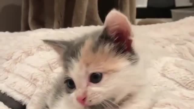 Aihao cat