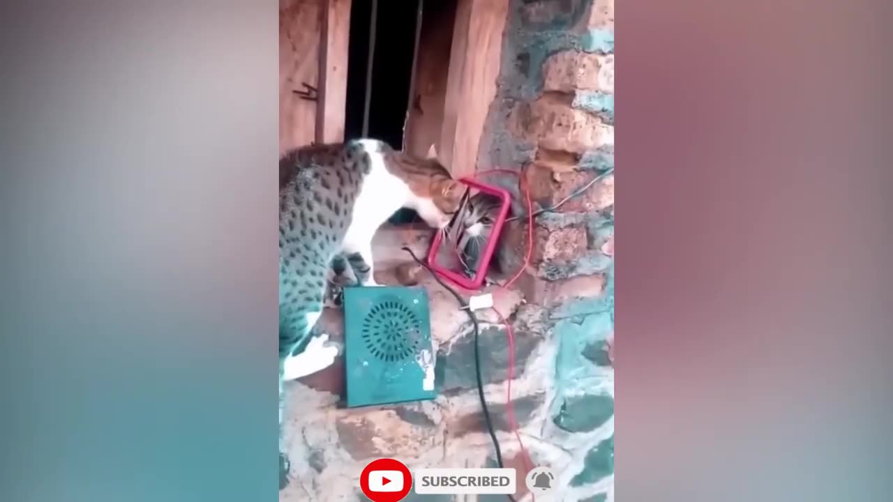 Try Not To Laugh Animals Funniest Cat Videos #2