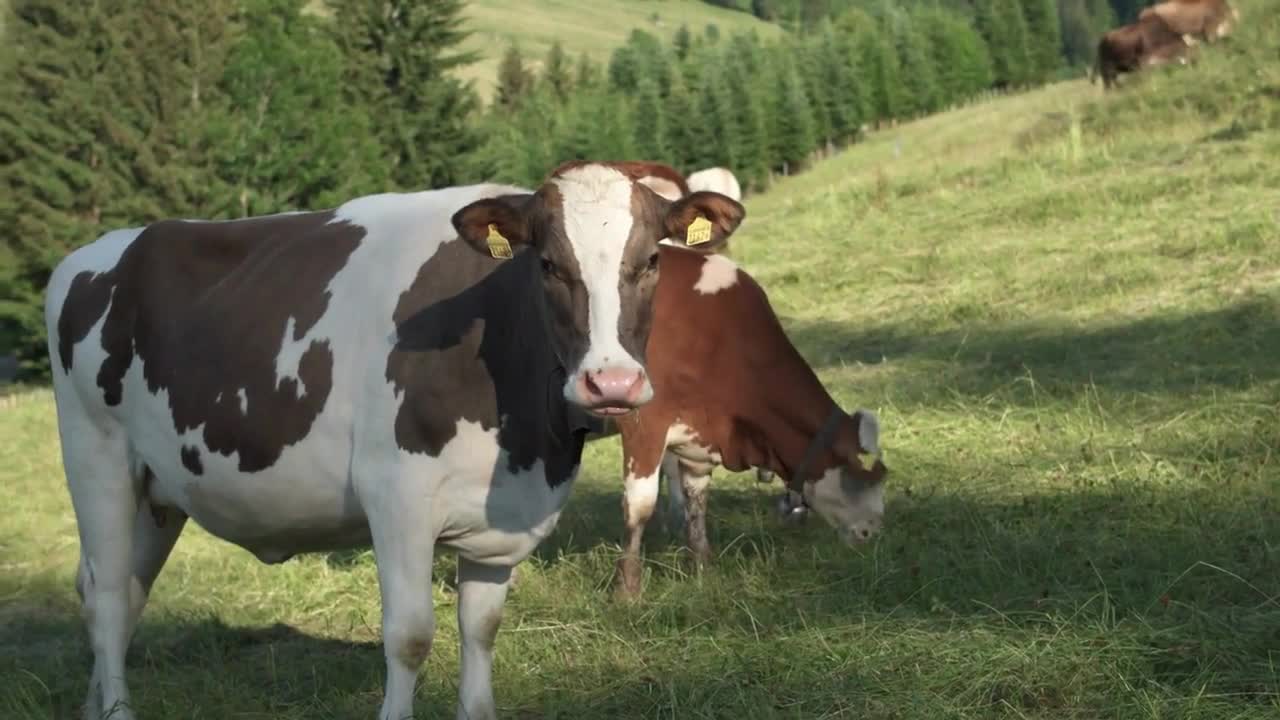 On verdant meadows amidst the Alpine slopes, are well-groomed cows.