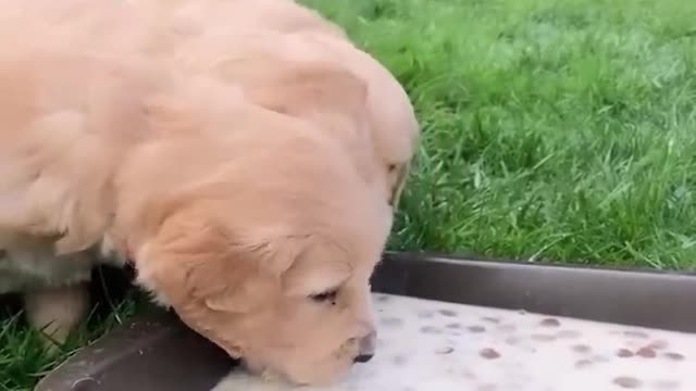 Puppy loves to play and eat