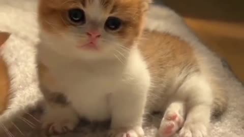 Cute cat viral video