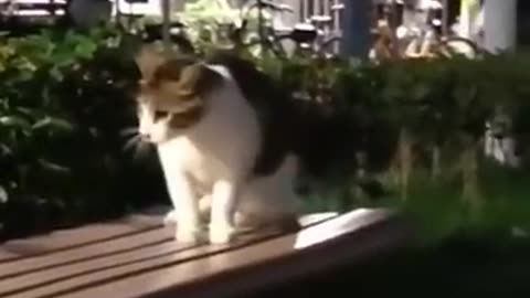 funny cute cats