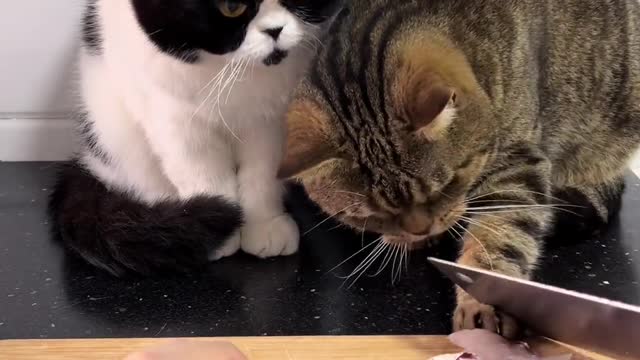 Kittens steal fish