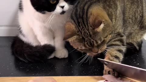 Kittens steal fish