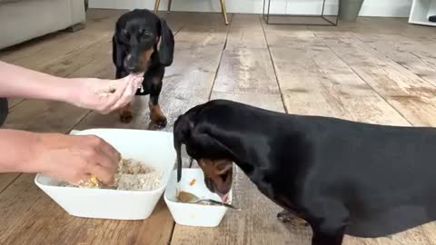 Making dog biscuits with Loulou & Coco| Total disaster.