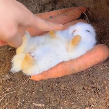 #cuterabbit #cuteanimal#eating #sweetclip