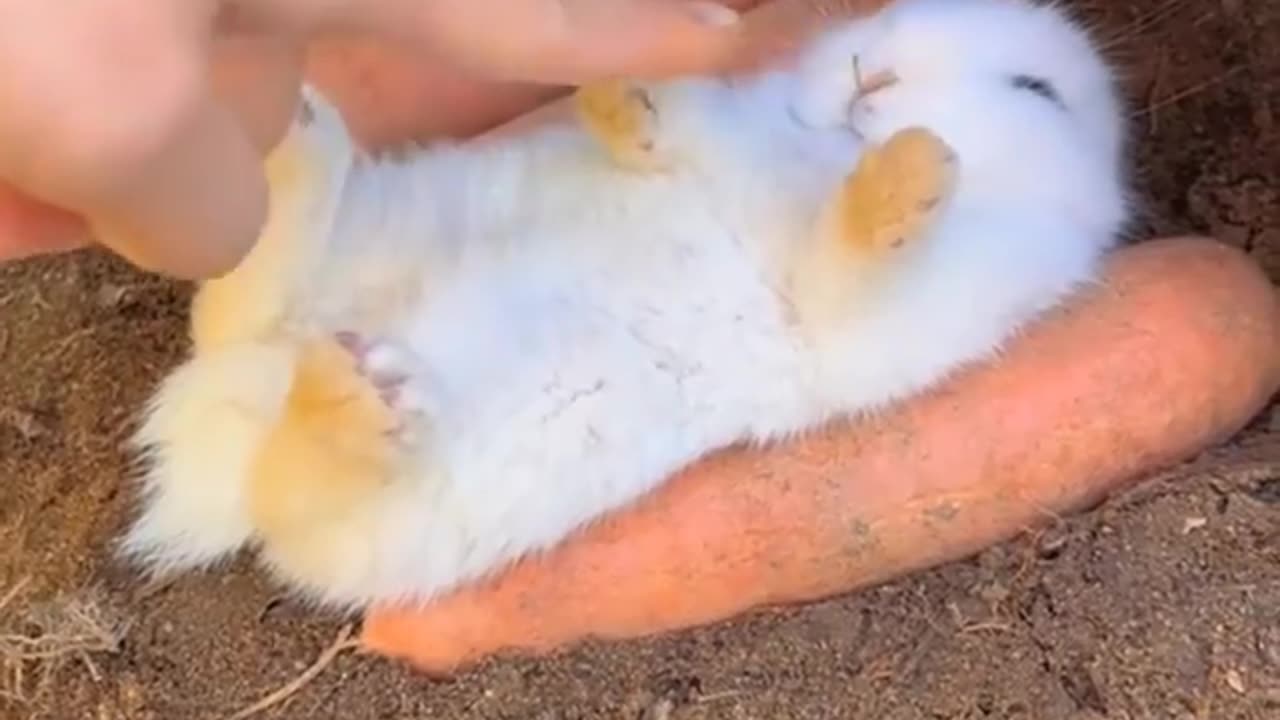 #cuterabbit #cuteanimal#eating #sweetclip