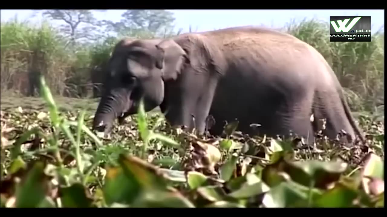 Asian Elephants - World Documentary HD