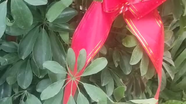 A thriving fortune tree is healthy