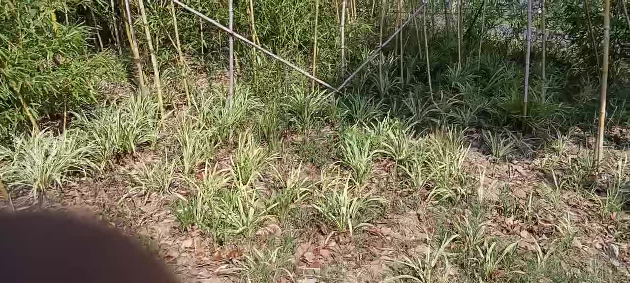 re-cultivation of nature