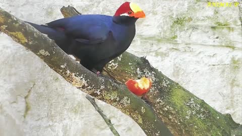 Beautiful wildlife video featuring a bird of paradise and other creatures