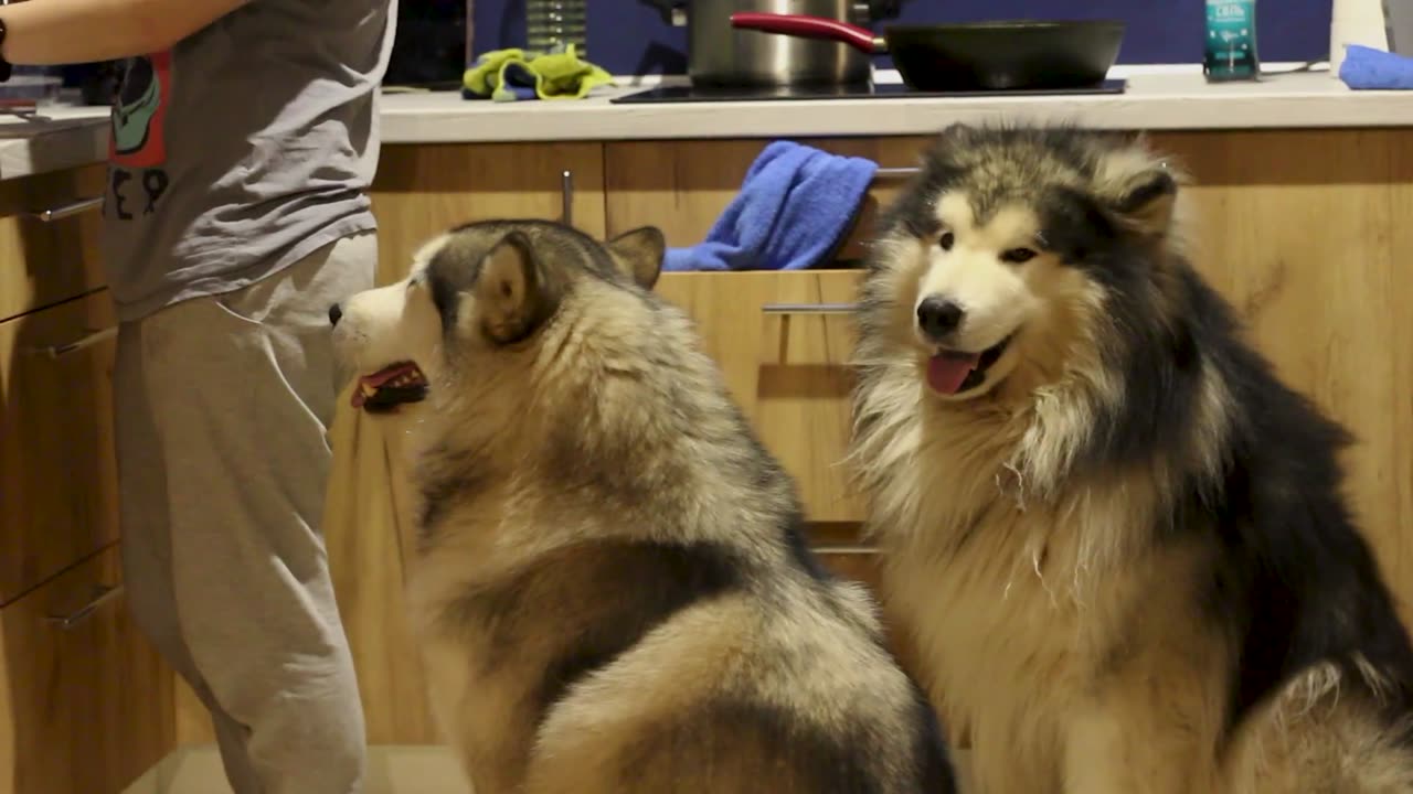 Two Large Pet Dogs Sitting Besides Their Owner