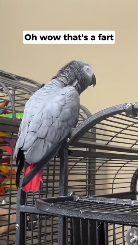 If u think cats are funny, you'll have a blast with fethered dogs