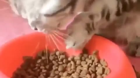 This Food Is Incredible