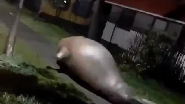 Giant Elephant Seal seen flopping around a street in chile