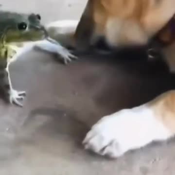Dog vs frog playing combat