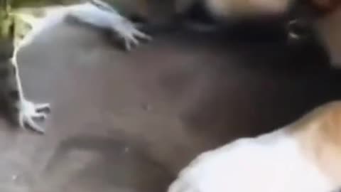 Dog vs frog playing combat