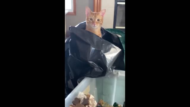 Curious kitty humorously pops out of bag